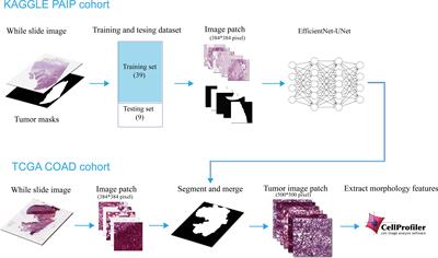 Deep learning-based morphological feature analysis and the prognostic association study in colon adenocarcinoma histopathological images